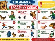 Как вести себя при встрече с бродячими животными