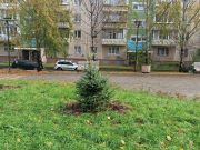 Уход за зелеными насаждениями в Челябинске находится на особом контроле