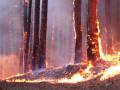 Защитим лес от огня