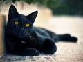 День черного кота
